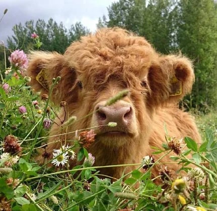 Rimoby™ Highland Cow Plush Toy