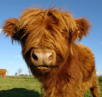 Rimoby™ Highland Cow Plush Toy